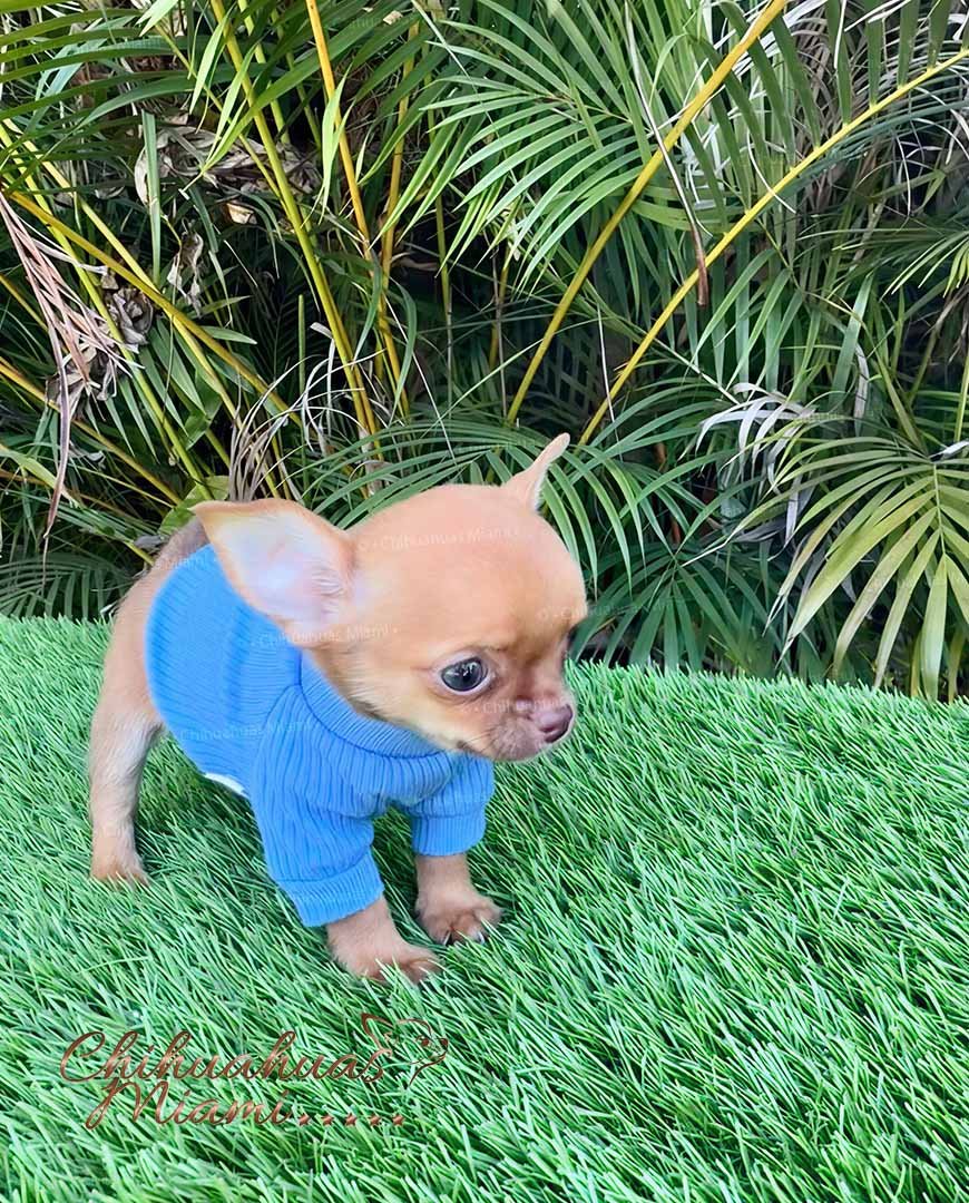 Teacup Chihuahua Hermes