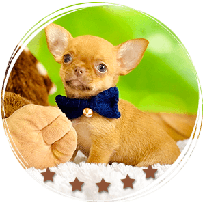 Teacup Chihuahua Hermes
