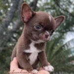 Mini Chihuahua Kiki