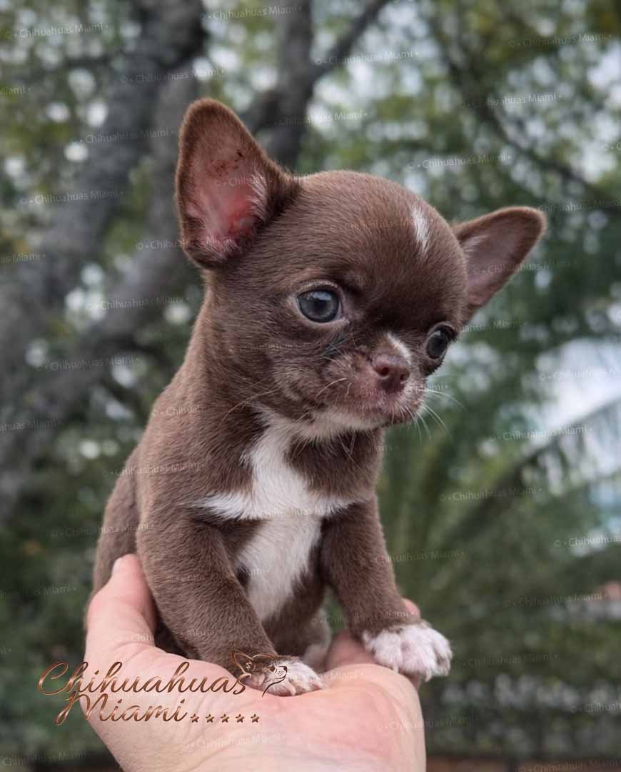 Mini Chihuahua Kiki
