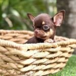 Teacup Chihuahua Kiki