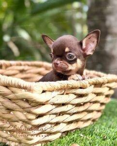 Teacup Chihuahua Kiki