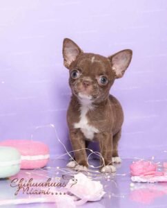 Mini Chihuahua Kiki