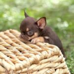 Teacup Chihuahua Kiki