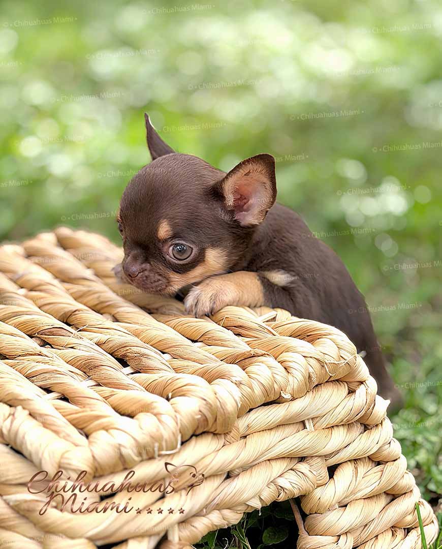 Teacup Chihuahua Kiki