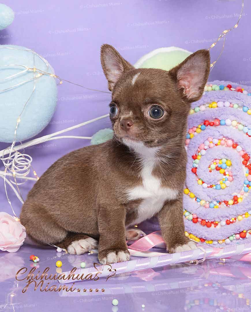 Mini Chihuahua Kiki