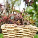 Teacup Chihuahua Kiki