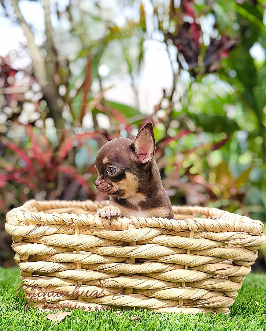 Teacup Chihuahua Kiki
