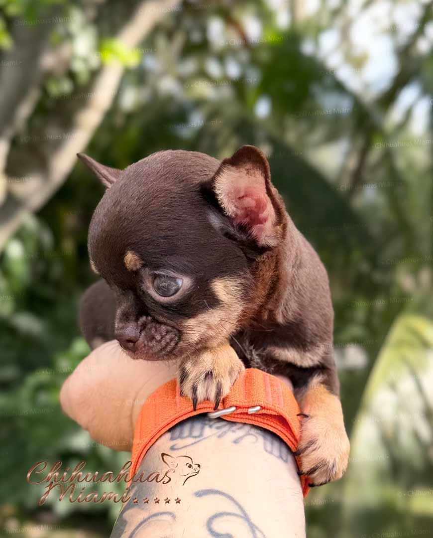Teacup Chihuahua Kiki