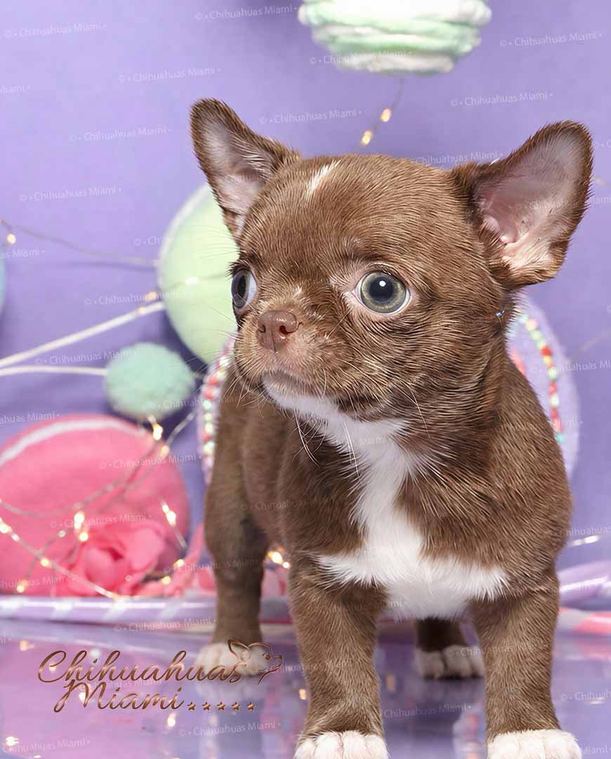 Mini Chihuahua Kiki