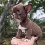 Mini Chihuahua Kiki
