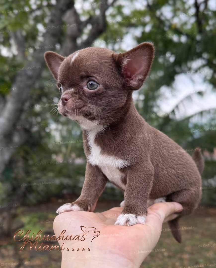 Mini Chihuahua Kiki