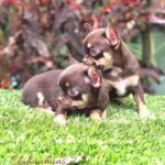 Teacup Chihuahua Kiki