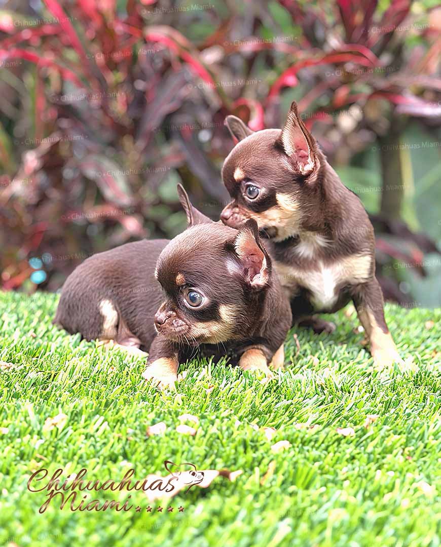 Teacup Chihuahua Kiki