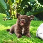 Long Haired Teacup Chihuahua