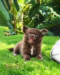 Long Haired Teacup Chihuahua