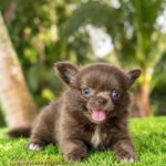 Teacup Chihuahua Kiwi