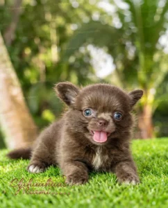 Light Eyes Teacup Chihuahua Girl