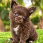 Teacup Chihuahua Kiwi