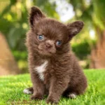 Chocolate teacup Chihuahua Kiwi
