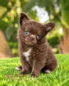 Chocolate teacup Chihuahua Kiwi