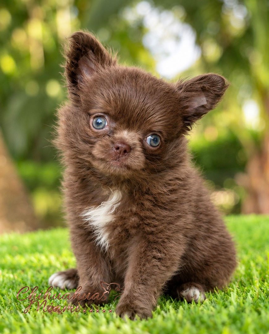 Teacup Chihuahua Kiwi
