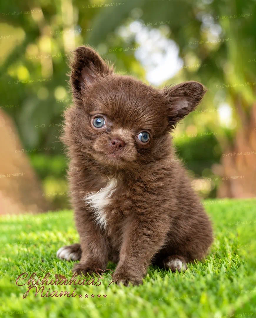 Chocolate teacup Chihuahua Kiwi