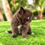 Teacup Chihuahua Kiwi