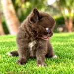 Beauty Teacup Chihuahua Girl