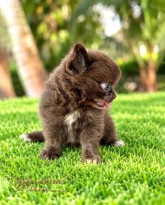 Teacup Chihuahua Kiwi
