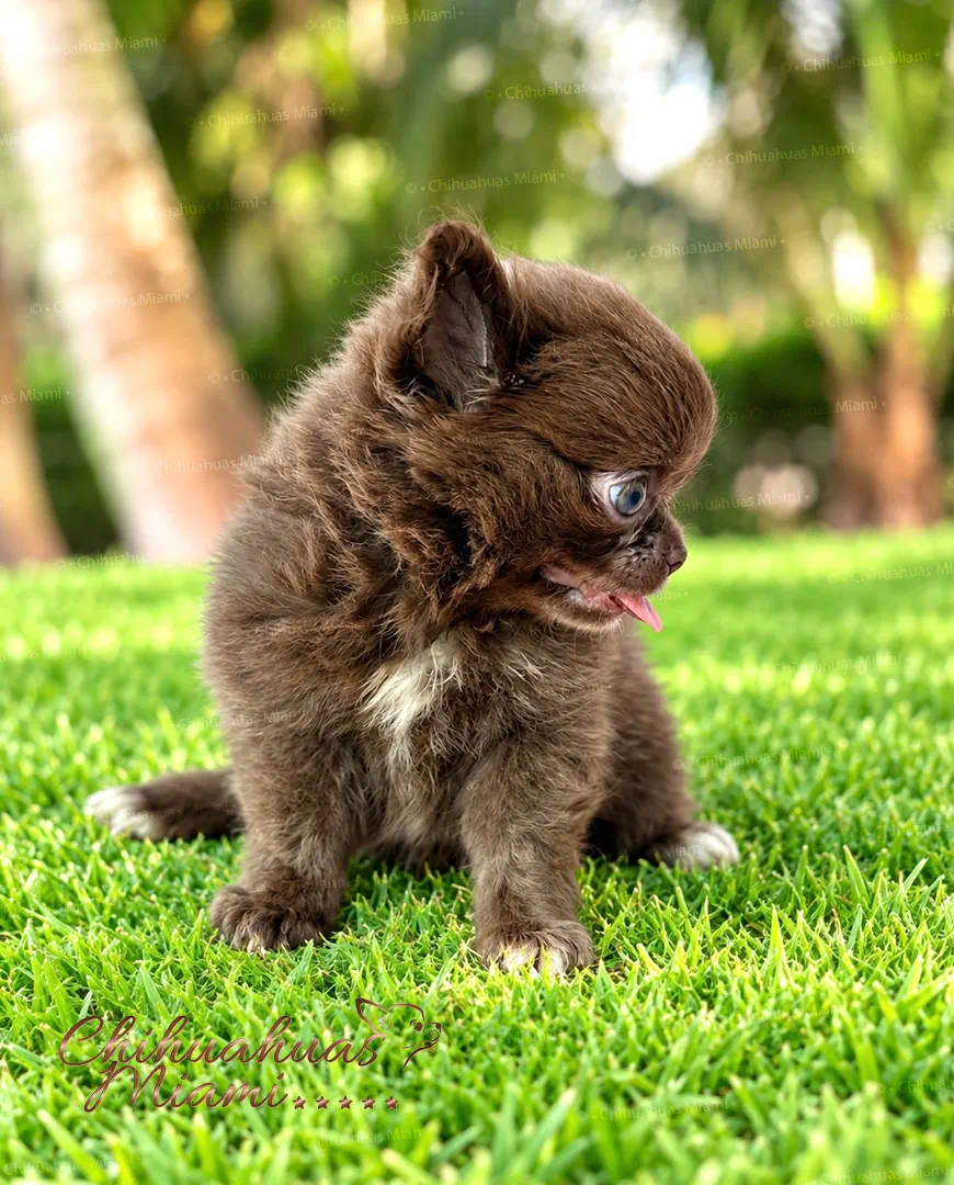 Beauty Teacup Chihuahua Girl