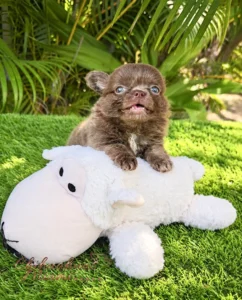 Teacup Chihuahua Kiwi