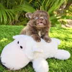Teacup Chihuahua Long Haired