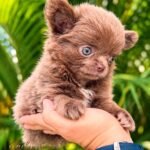 Teacup Chihuahua Kiwi