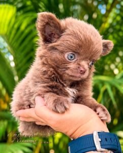 Teacup Chihuahua Kiwi