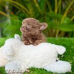 Teacup Chihuahua Kiwi