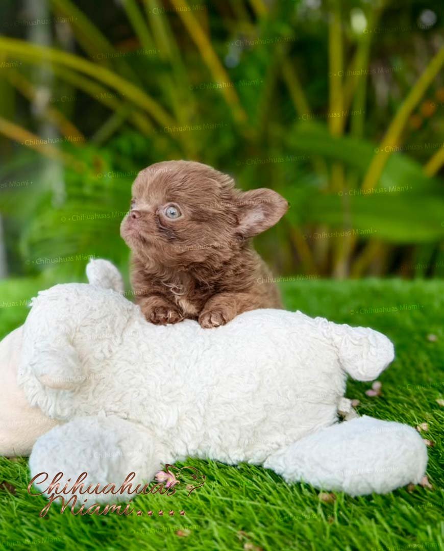 Teacup Chihuahua Kiwi