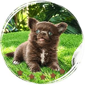 Long Hair Teacup Chihuahua Kiwi