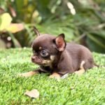 Teacup Chihuahua Koko