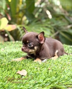 Teacup Chihuahua Koko