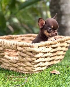 Teacup Chihuahua Koko