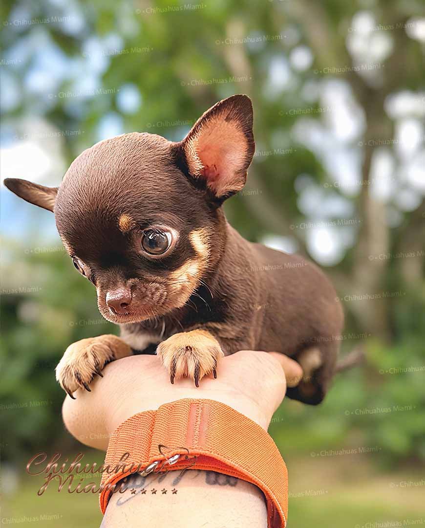 Teacup Chihuahua Koko