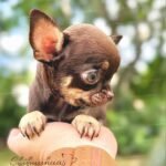 Teacup Chihuahua Koko
