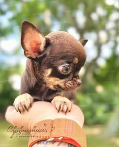 Teacup Chihuahua Koko