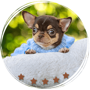 Teacup Chihuahua Lulú