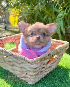 Teacup Chihuahua Lulú