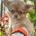 Teacup Chihuahua Lulú