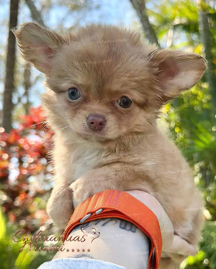Teacup Chihuahua Lulú
