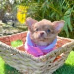 Teacup Chihuahua Lulú