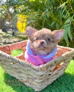 Teacup Chihuahua Lulú
